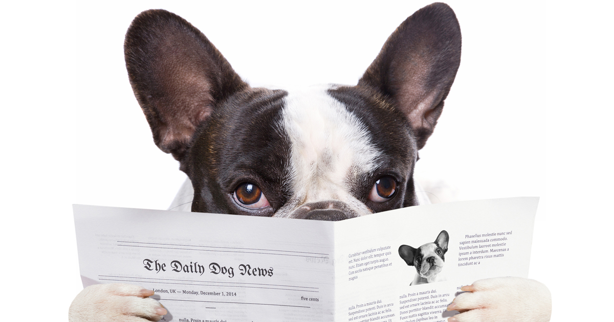 Dog news stories clearance