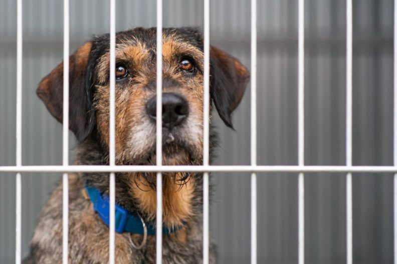 sad dog in kennel in no-kill shelter