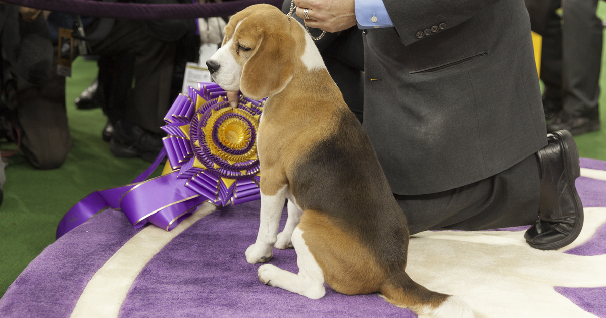 Westminster dog show sales beagle