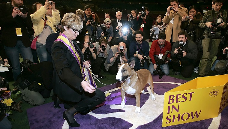 NEW YORK - FEBRUARY 14: Best of Show winner Rufus, a Bull Terrier, and handler Kathy Kirk (L) pose for photographers after the Best in Show competition during the 130th Westminster Dog Show at Madison Square Garden February 14, 2006 in New York City. Over 2,500 dogs competed during the two day show. 