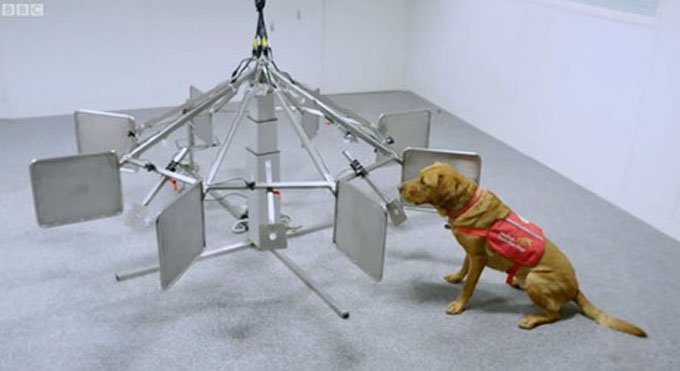 Cancer detecting dogs get lots of training. (Photo Credit: BBC Video)