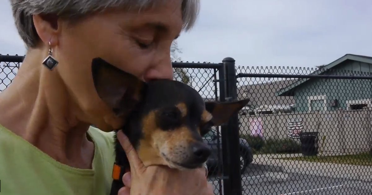 Dog thrown from moving car finds forever home DogTime