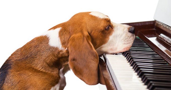 Music to soothe the savage beast. (Photo Credit: Shutterstock)