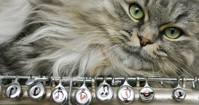 Through A Cat's Ear. (Photo Credit: Shutterstock)