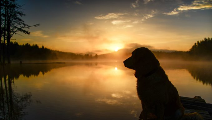 dog at sunset on lake