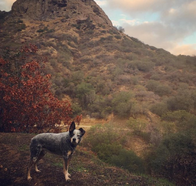 Top 10 Best Places To Hike With Your Dog In Los Angeles DogTime