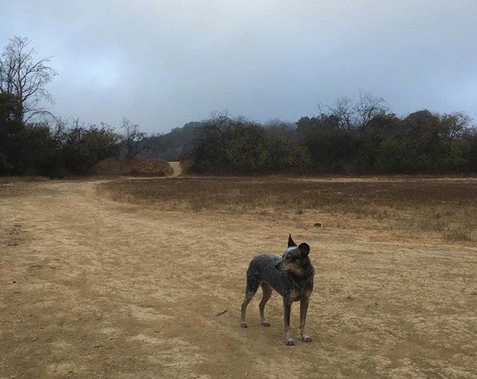 hiking-dogs-los-angeles-1