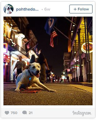 Poh the dog lies on a street in New Orleans at night with bright lights all around.
