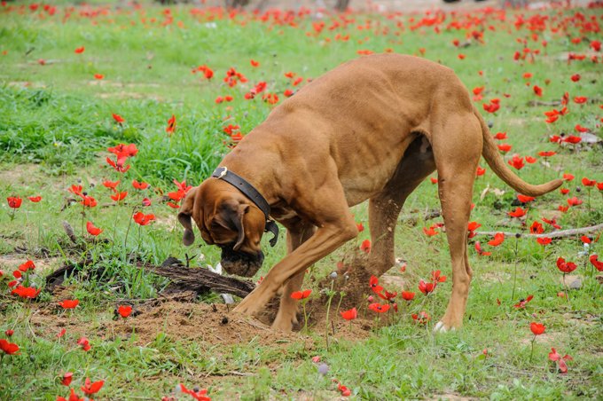 do terriers dig holes