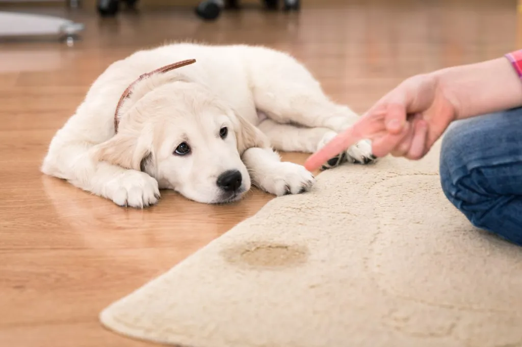 Golden Retriever puppy looks guilty over rug stain where the dog was marking his territory