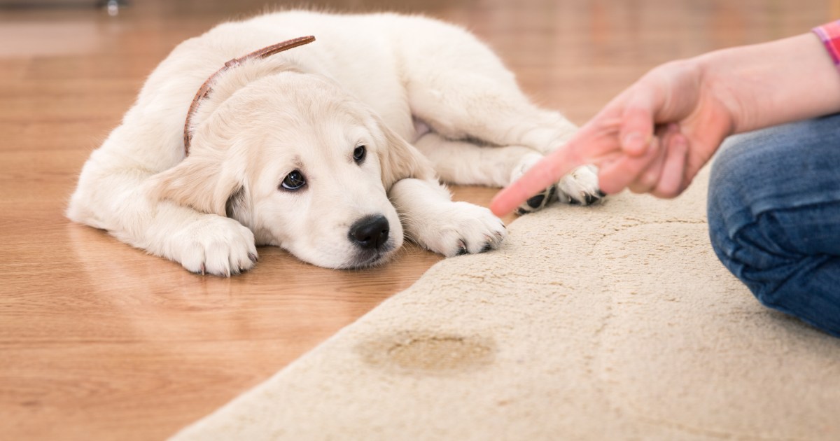 How to Handle Dog Marking and House Soiling Pet News Live