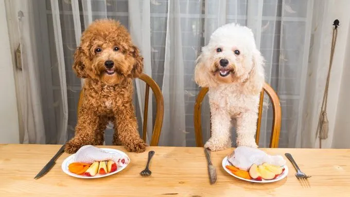 dogs at dinner table