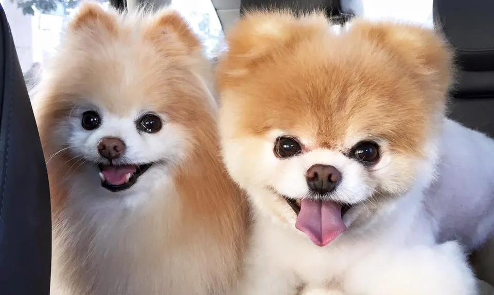 VIDEO: How Did Boo, the Cutest Dog in the World, Get So Famous?