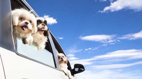 Buckling Up Your Pup: How Pet Safety Is Changing The Way We Travel  