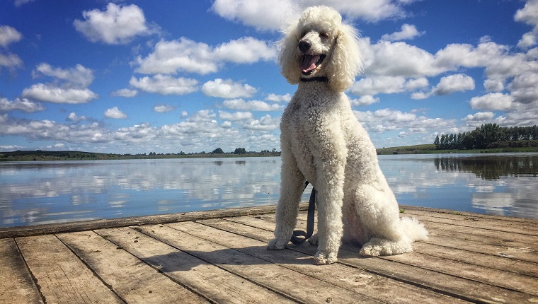 Low Angle View Of Poodle On Pier By Lake Against Cloudy Sky
