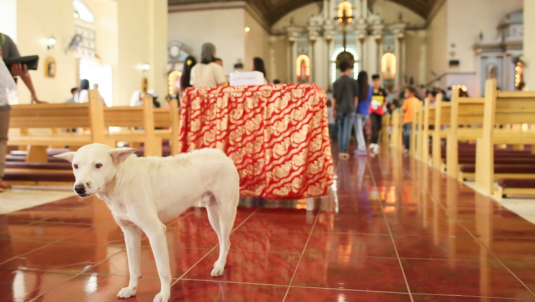Parishioners in the Catholic Church in the Philippines after the prayer. Inside, the dog accidentally entered the temple
