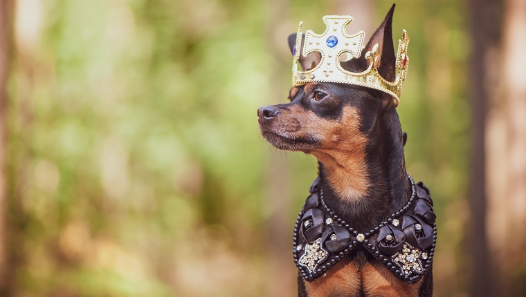 Dog in the crown, in royal clothes, on a natural background. Dog lord, prince, dog power theme