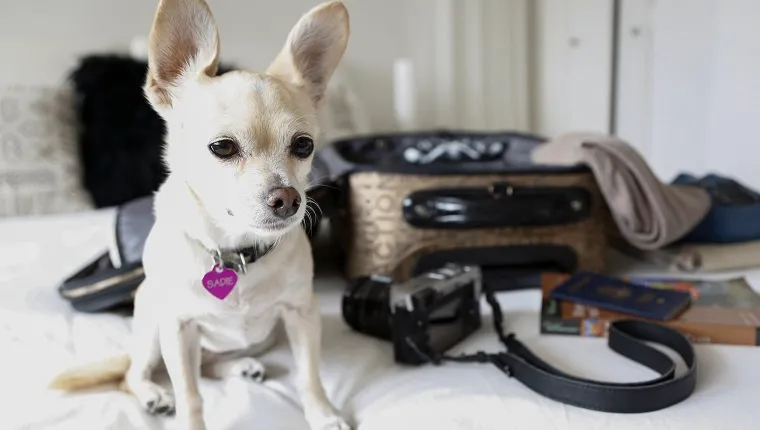 Dog sitting on bed near suitcase 
