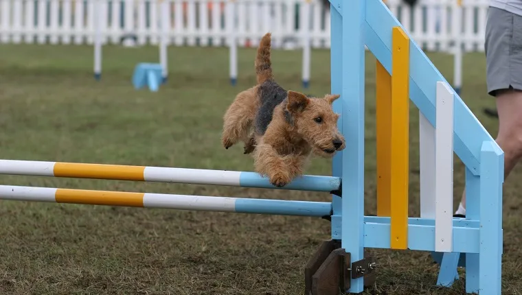 Welsh terrier on hurdle
