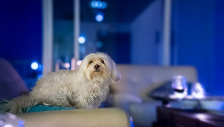 A white maltese dog on a white couch in a blue living room.