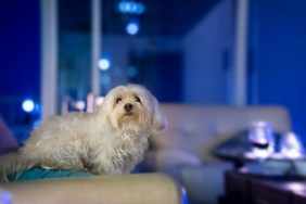 A white maltese dog on a white couch in a blue living room.