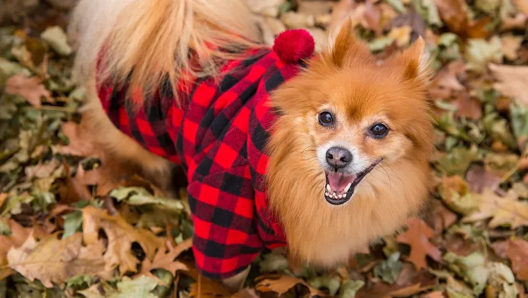 Pomeranian Wearing Red Flannel Hipster Costume For Dog, Lumberjack Plaid Flannel