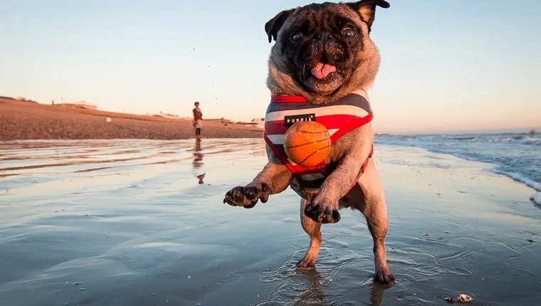 A Pug jumping for a ball at the beach