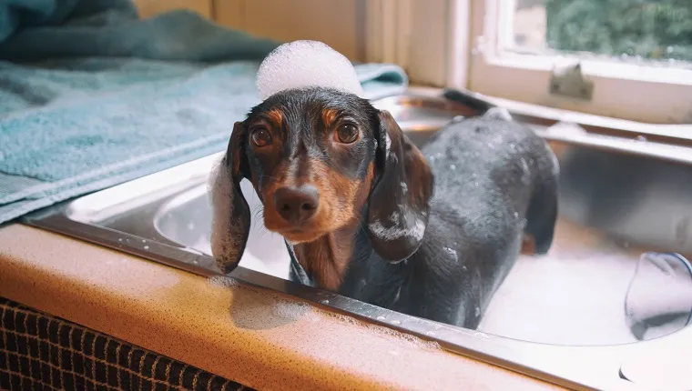 Puppy taking a bath in a kitchen sink