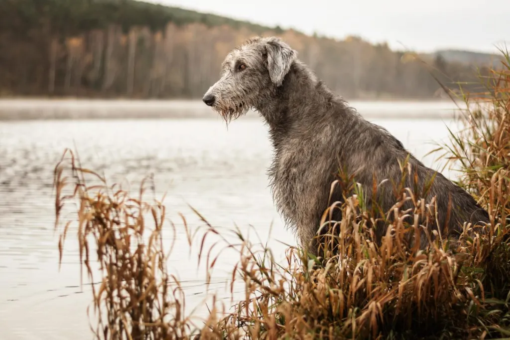 Irish Wolfhound. Big gray dog sitting on the river bank.