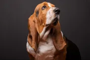 Basset hound dog breed in a shooting at studio.
