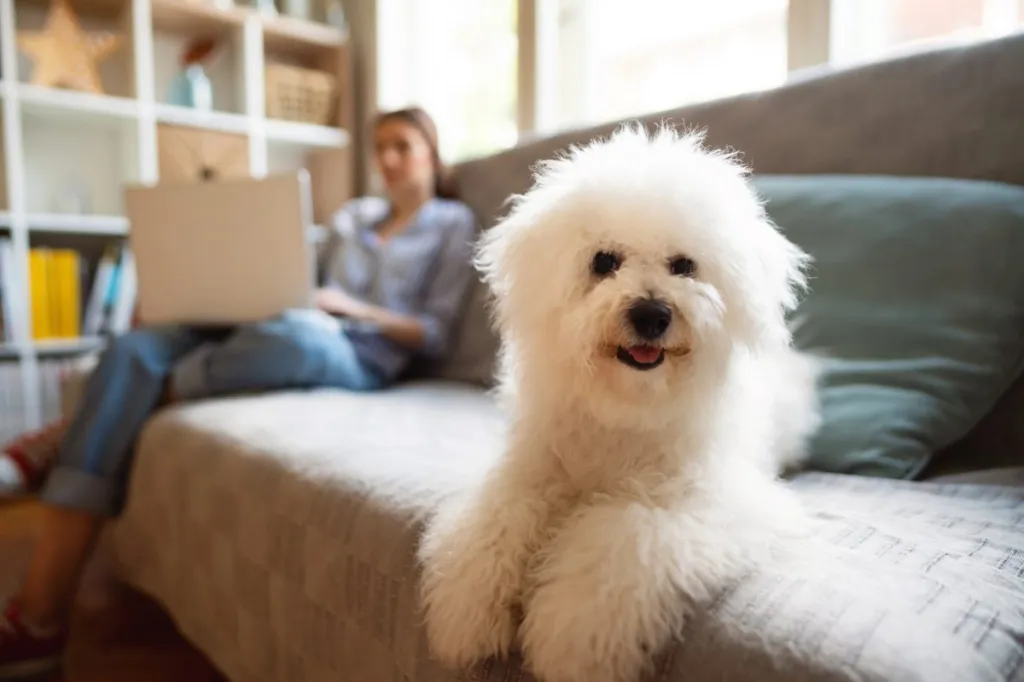 Cute Bichon Frise dog lying on an apartment couch