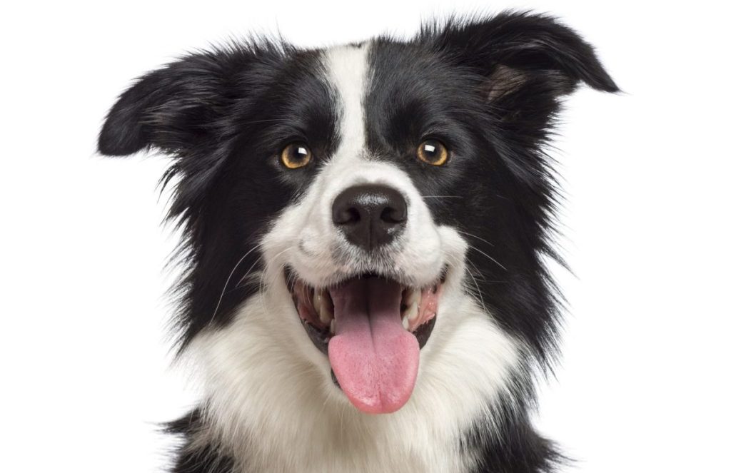Close-up of Border Collie