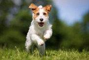 Jack Russell Terrier running. Terrier group.