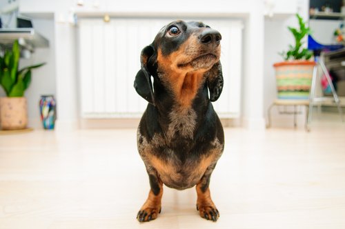 A daschund, as pictured, makes a great apartment dog!