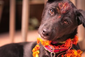 Kukur Tihar, worship of the dogs, Diwali festival, Nepal