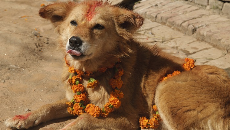 Dog adorned with flowers and tikka for the Tihar festival in Kathmandu, Nepal.