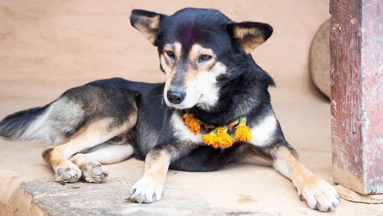 Dog looking embarrassed after being adorned with a Tika and marigold necklace during the Nepali Hindu festival of Tihaar (Dipawali)