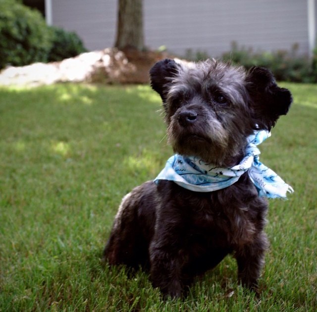 Rescue Worker Adopts Dying Dog To Make His Last Days His Best Days DogTime