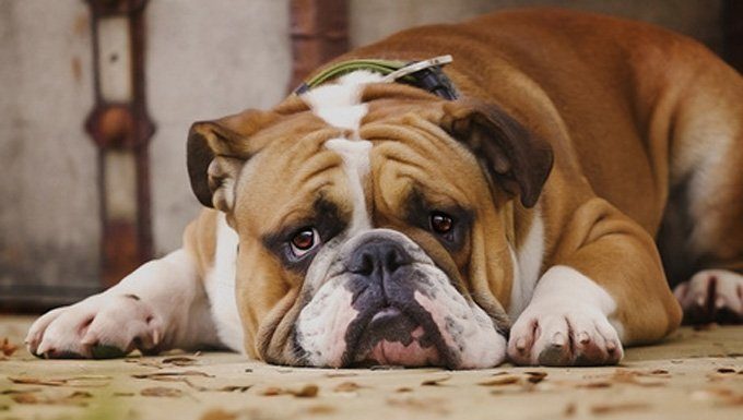 how do you know if your dog in pain