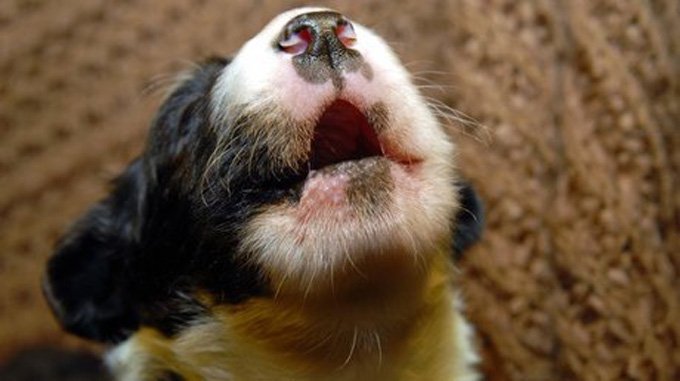puppy howling