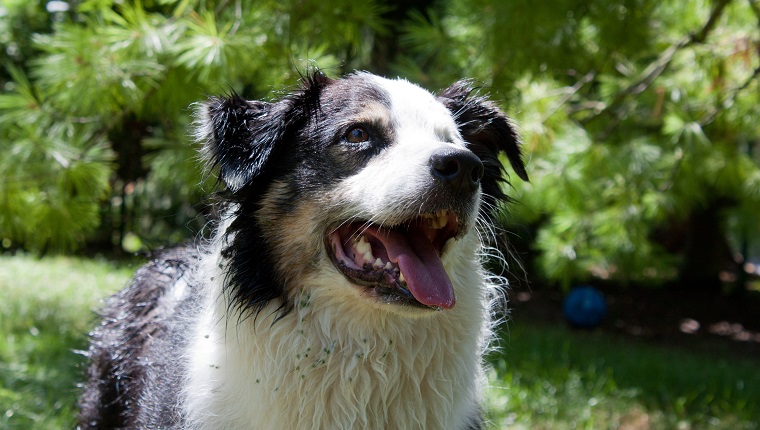 A Playful and happy Australian Shepherd dog wet and covered with burrs waits for someone to throw him a ball