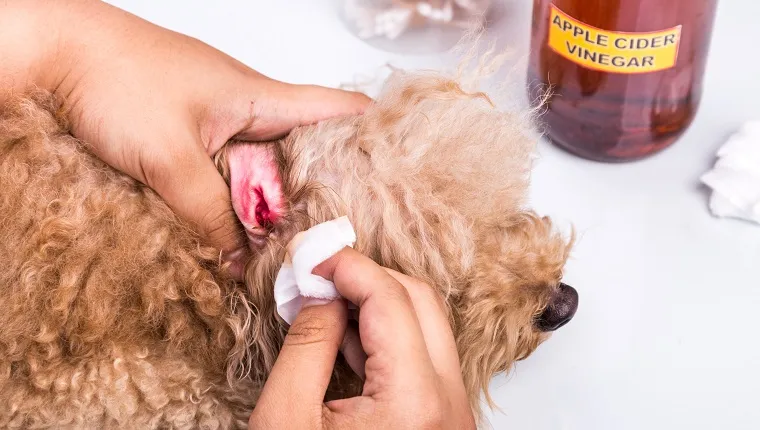 Person cleaning inflamed ear of dog with apple cider vinegar using cotton swab, which has anti-bacterial and anti-fungal properties