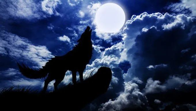 wolf bark at the moon