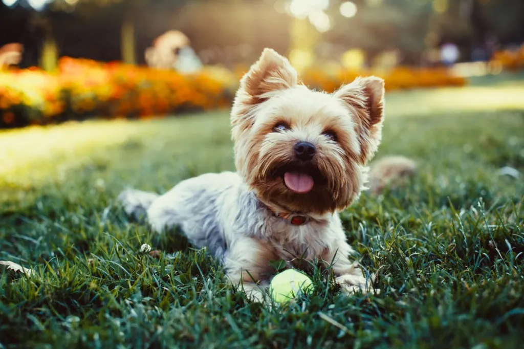 Beautiful Yorkshire Terrier, one of the best small dogs for first time owners, playing with a ball on a grass