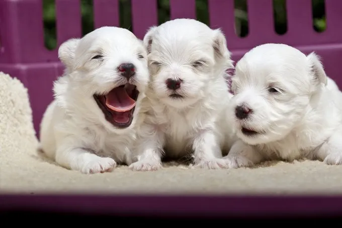 Small maltese hot sale puppy