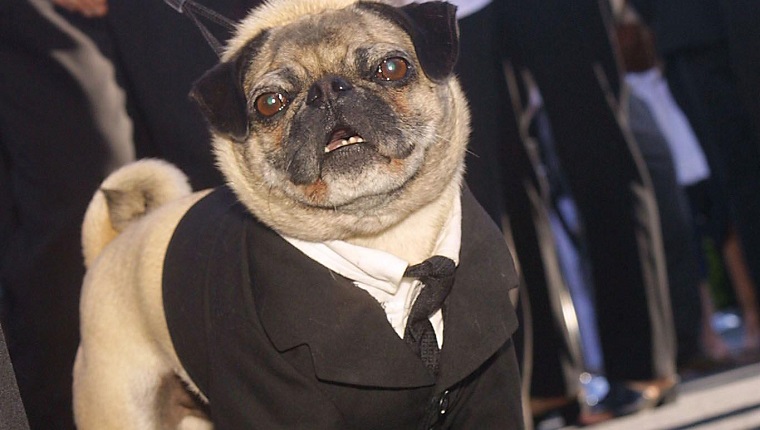 LOS ANGELES, UNITED STATES: Cast member Frank the Pug arrives for the premiere of Men in Black II June 26, 2002 in the Westwood area of Los Angeles. AFP PHOTO/LEE CELANO