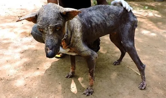 Dog Dying From Mange Has An Incredible Transformation - DogTime