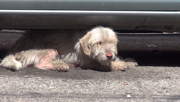 Sick Dog Saved After 7 Months Living Under Cars - DogTime