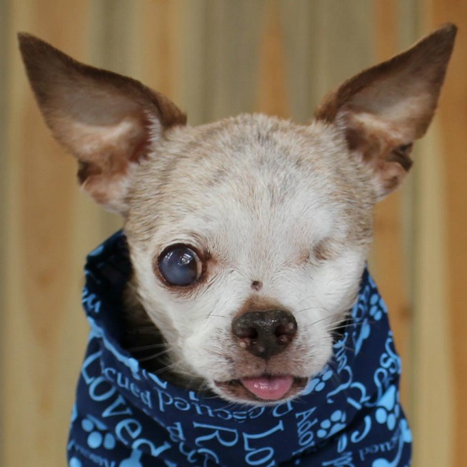 Harley the Chihuahua has one eye and his tongue sticks out do to infected teeth being removed. He is wearing a blue blanket.