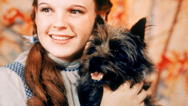 1939: American actor Judy Garland (1922 - 1969), as Dorothy Gale, holding Toto the dog for the film, 'The Wizard Of Oz,' directed by Victor Fleming.